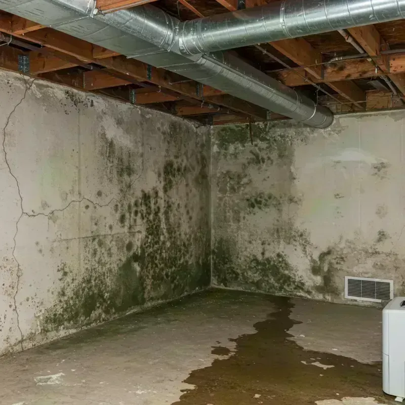 Professional Mold Removal in Waverly, NE